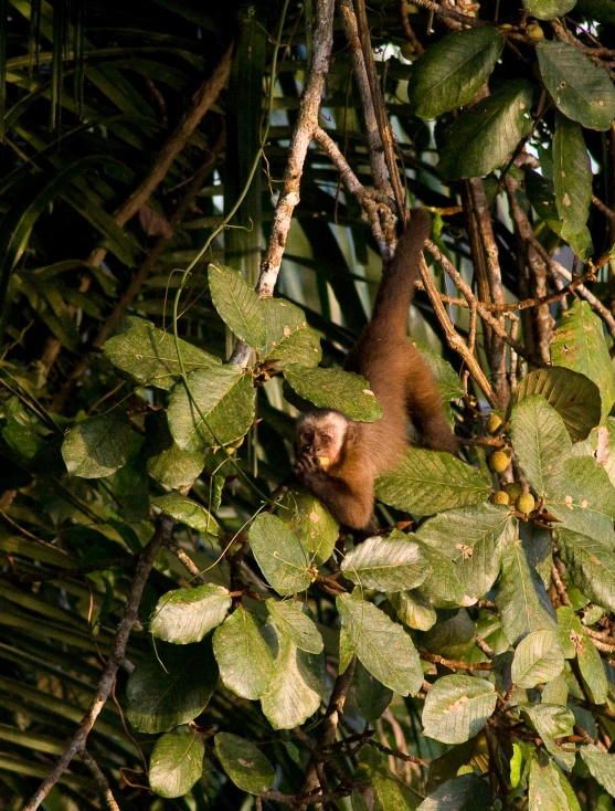 a monkey hanging in a tree over water