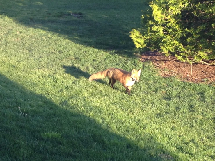 a fox walking through a green field next to a forest