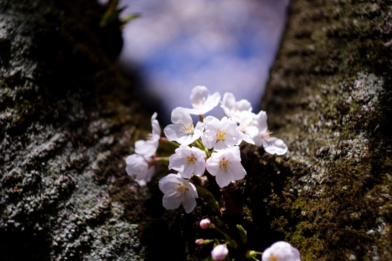 some white flowers are growing on a tree