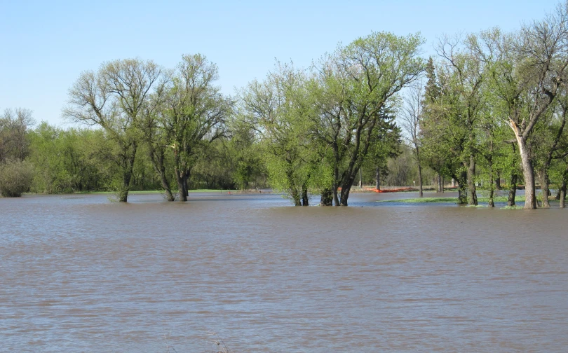 flooded area with several trees in the water