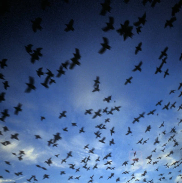 many birds are flying across the blue sky