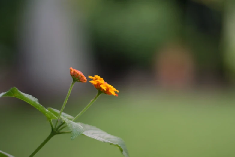 two orange flowers in front of a green background