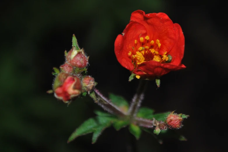 the close up po of a flower on a stem