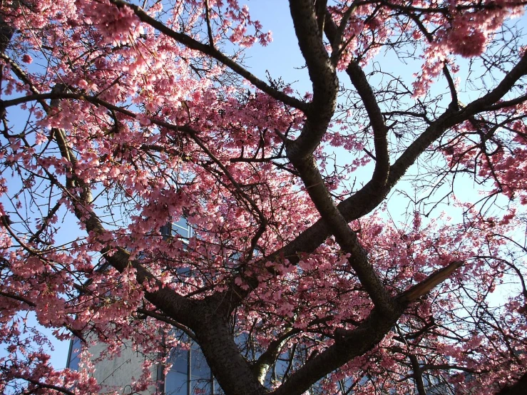 tree with red flowers in front of a building