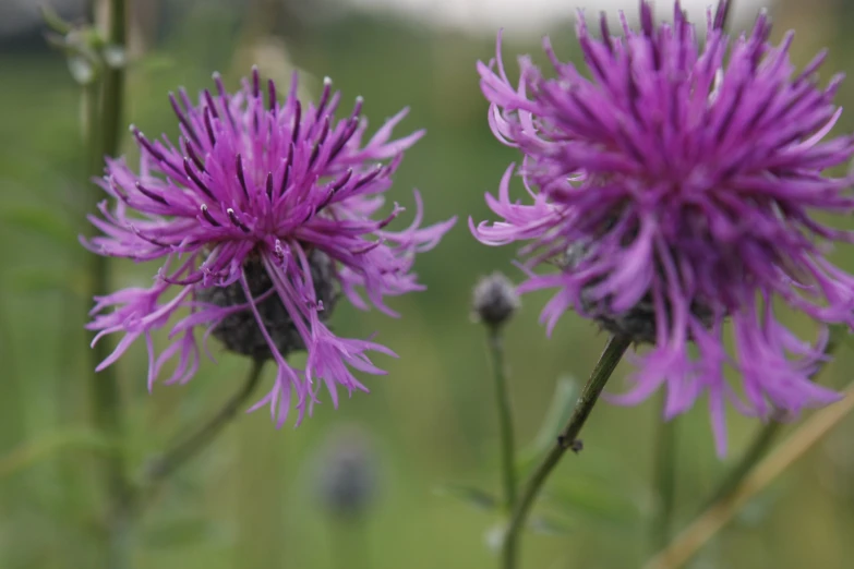 a bunch of purple flowers growing in the grass