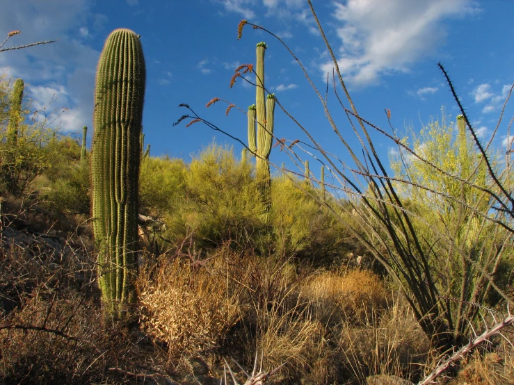 a big cactus plant standing near some big trees