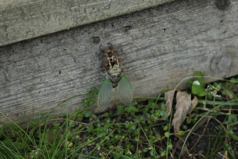 a moth sitting on a wooden plank near a plant