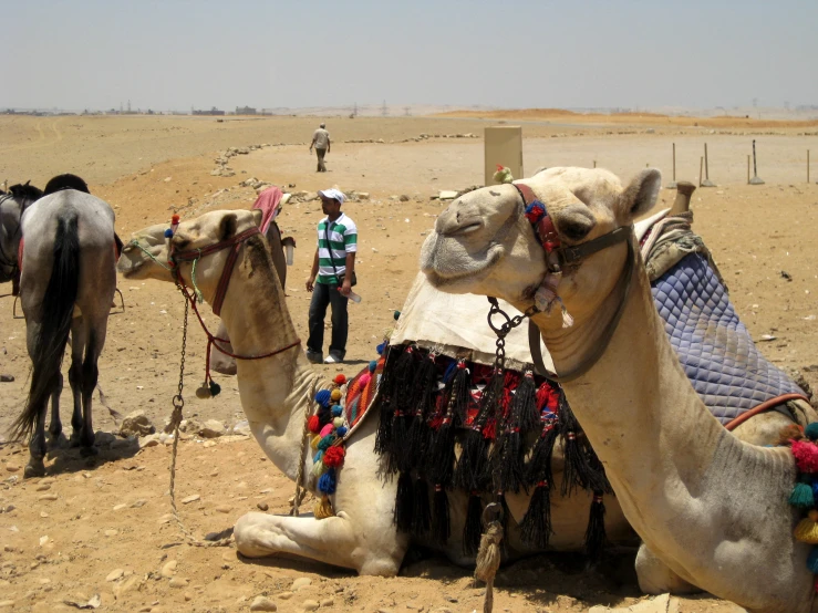 two camels sit on a desert with a man walking behind them