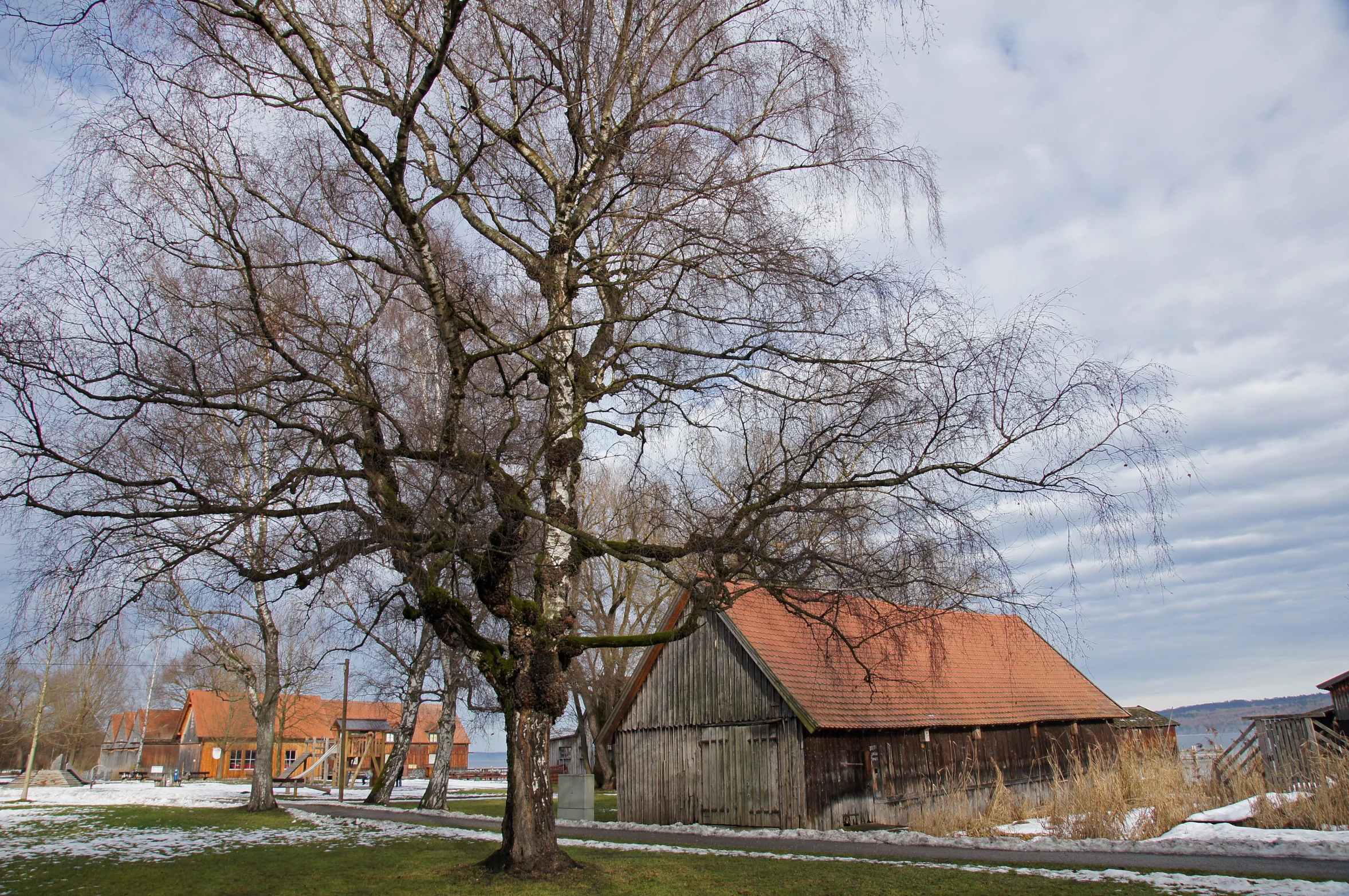 a large bare tree standing next to a house