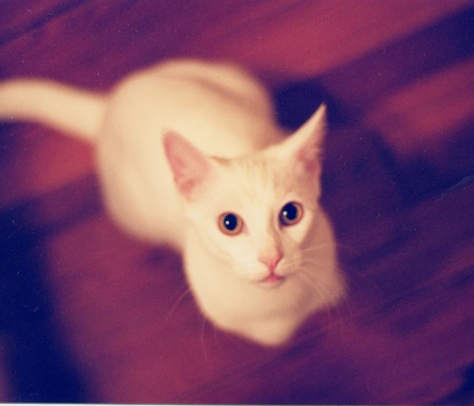 a white cat sitting on a wooden floor