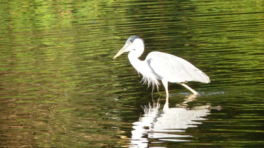 a white bird standing in the water