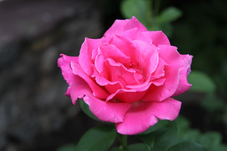 a close up of a pink rose bud