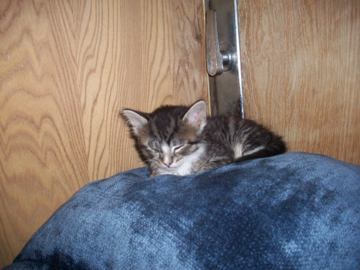 a kitten sleeping on a pillow that is next to a door