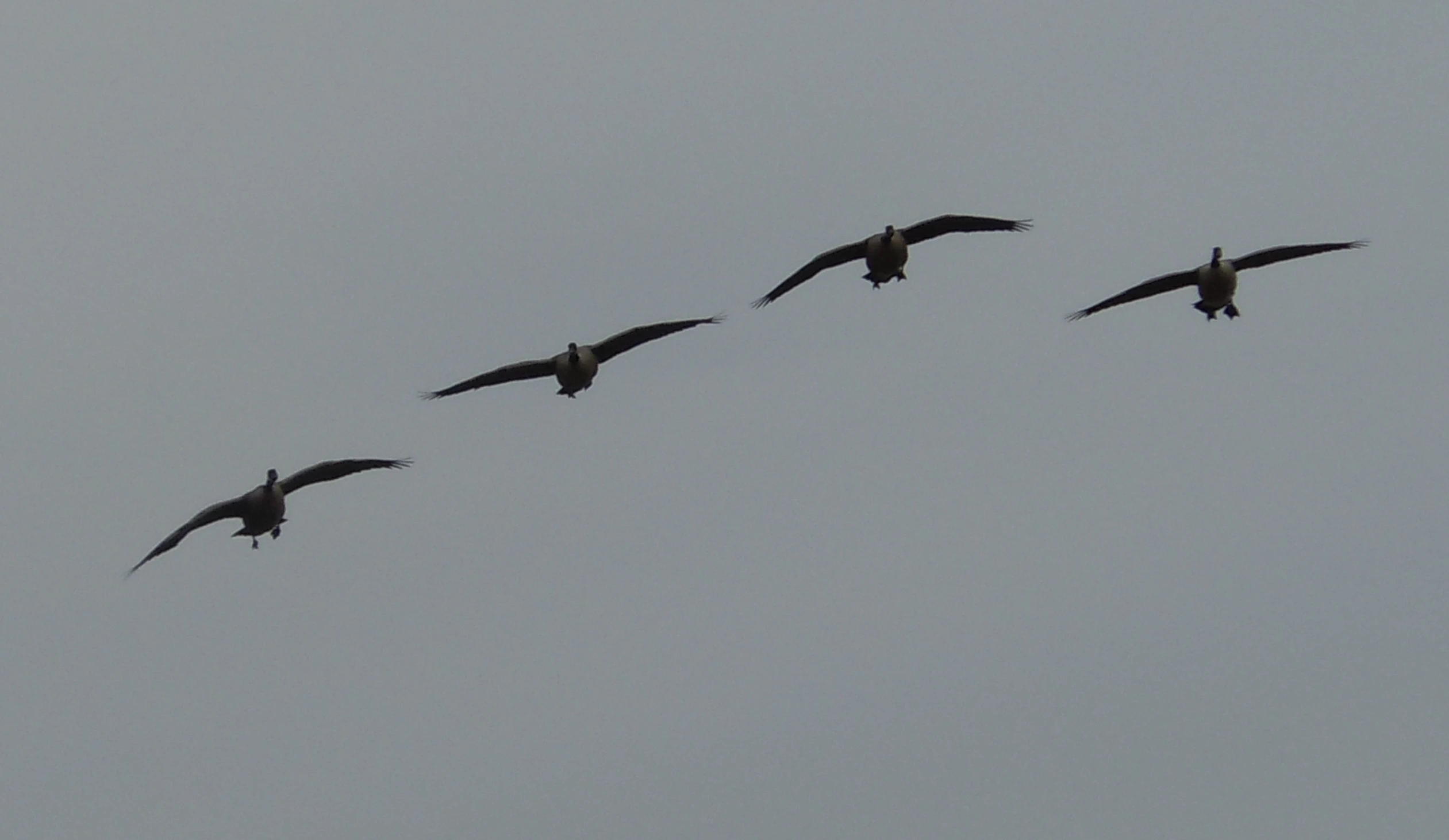 three birds are flying in formation in the air