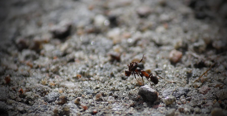 two bees walking on top of a patch of cement