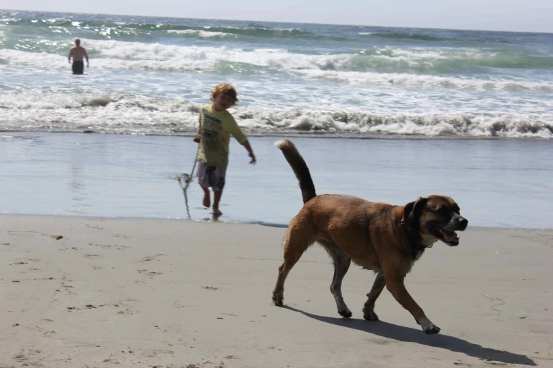 a man and his dog walking along the ocean shore