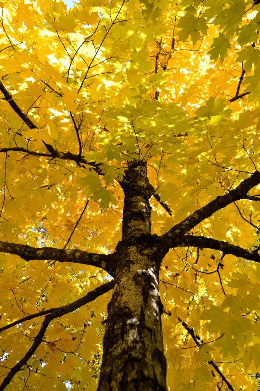 there is a large tree with yellow leaves