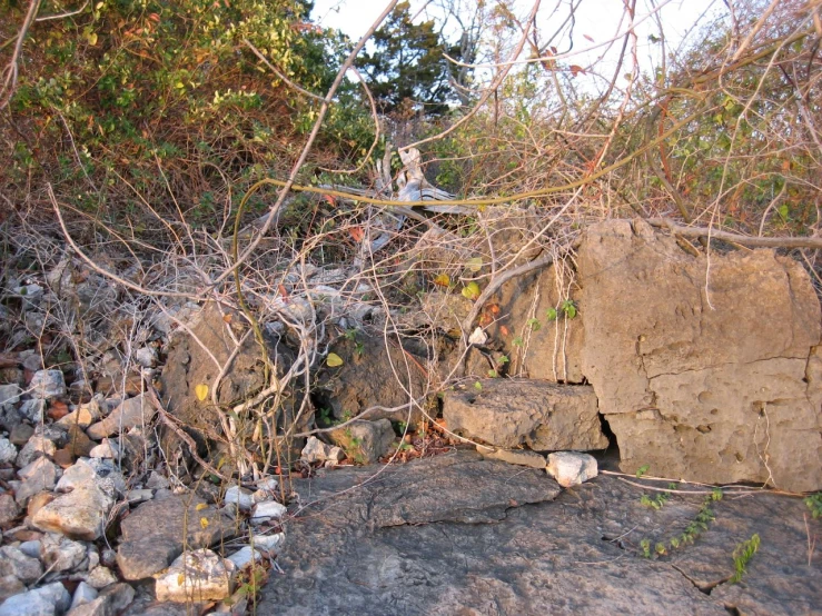 a very big rock on the ground next to some trees