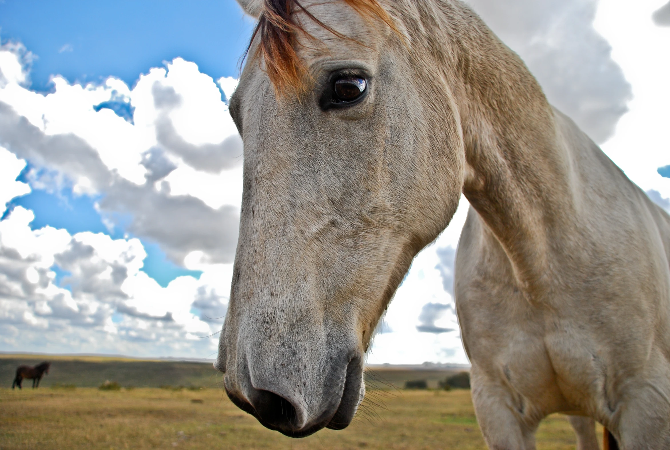 a grey horse with red hair and large eye is looking directly at the camera