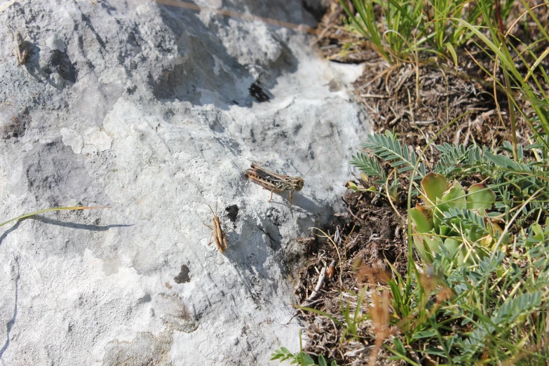 a small bug crawling along a patch of ground near rocks