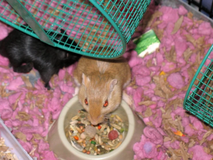 there is one small hamster eating food in its feeding bowl