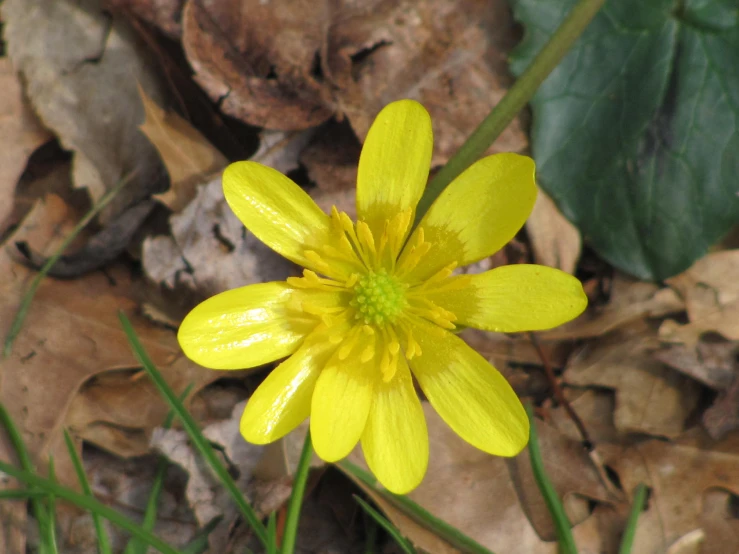 a yellow flower sitting on top of leaf litter