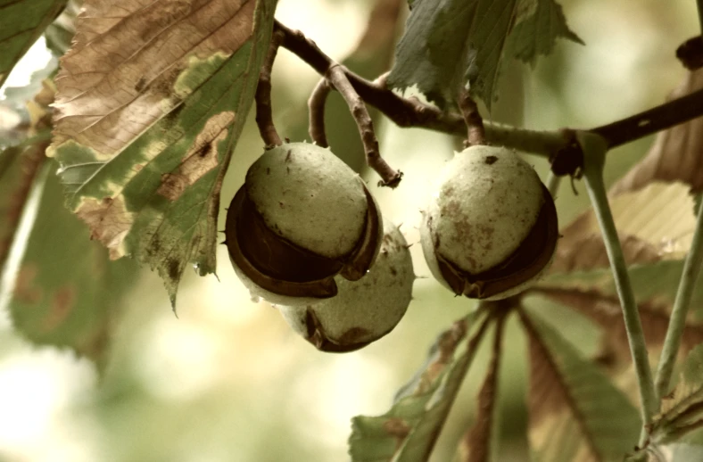 a close up of two unripe fruits hanging from a tree