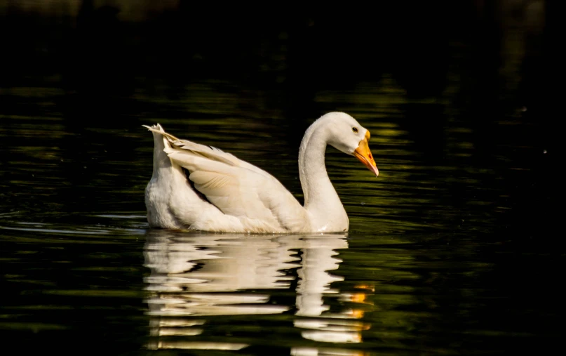 a white swan on the water with its head submerged