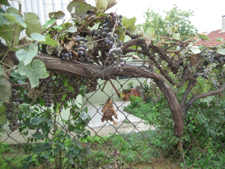 an animal is climbing up a vine covered fence