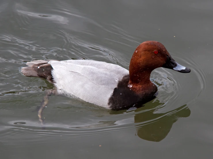 a duck floating in a lake next to a wooden stick