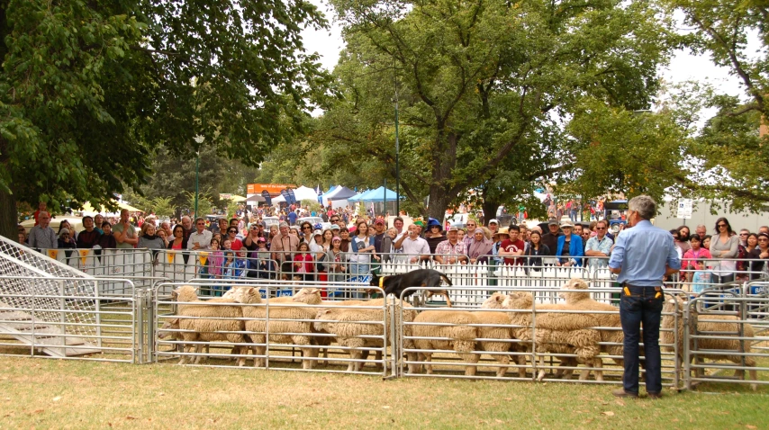 a man watching a group of people in the background behind a fence as they sheering animals