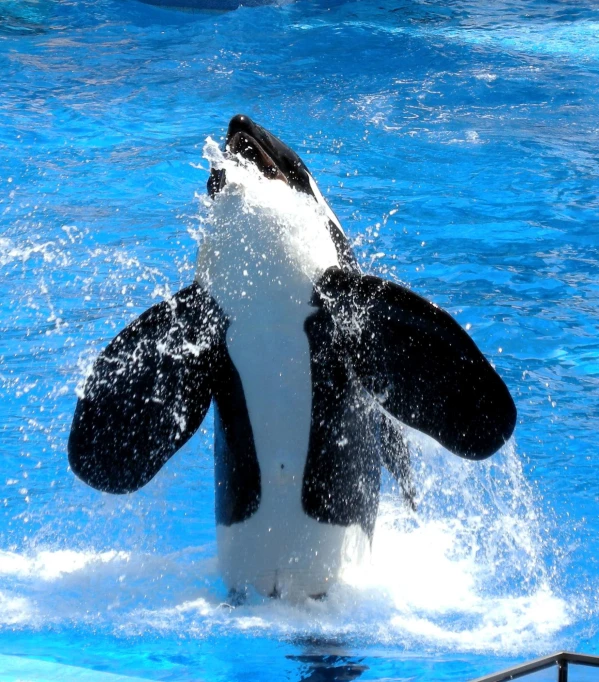 an orca leaping up to its head in a pool