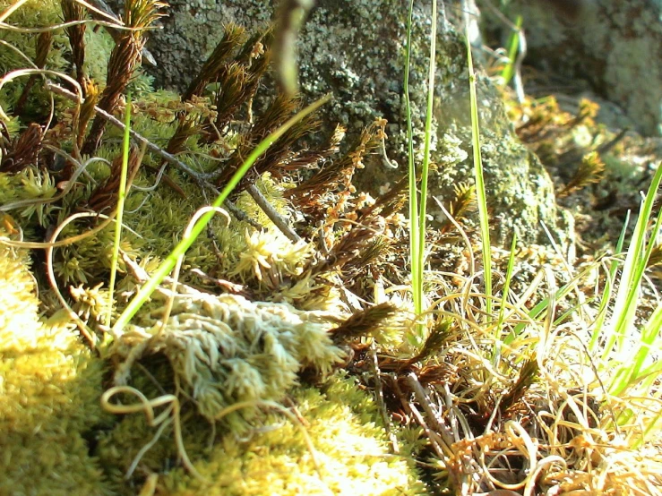 some moss on the rocks with some small green plants