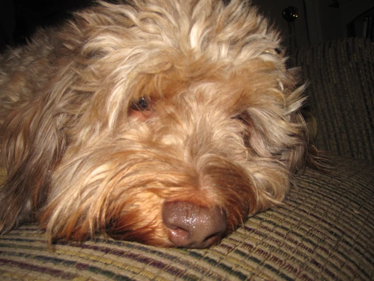 an adorable dog is sleeping on the couch