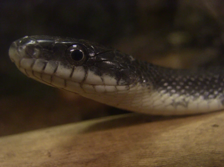 a snake with its tongue out on a nch