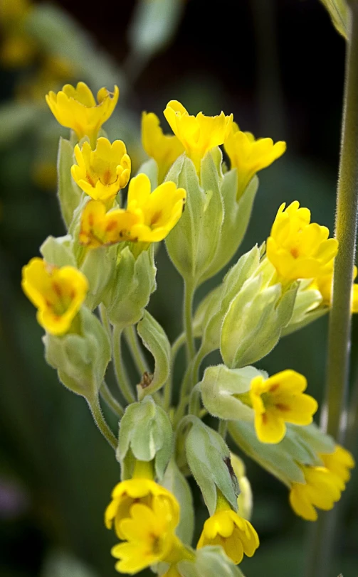 a plant with several yellow flowers growing