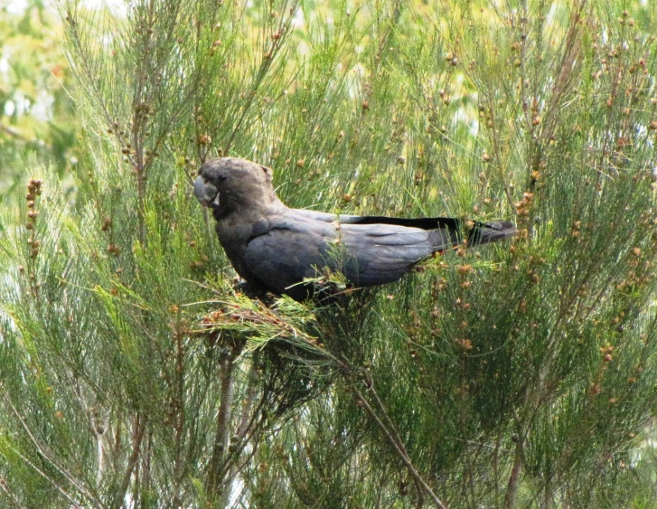 the bird is perched on the tall shrub