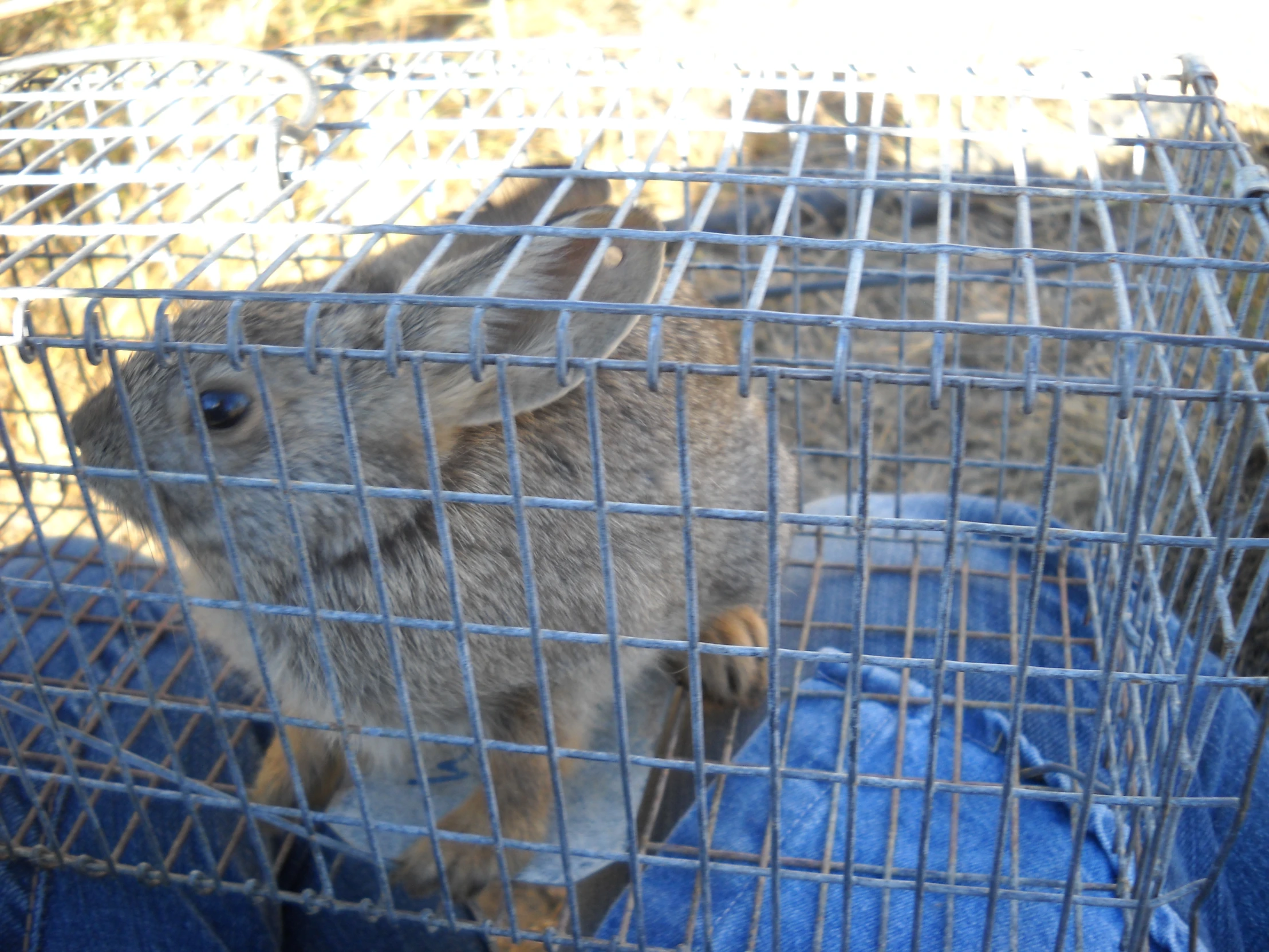 a grey rabbit in a cage inside of someones lap