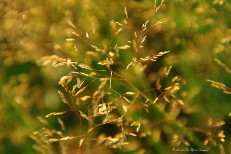 blurry pograph of grass stems with lots of green