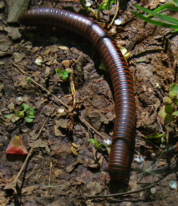 an insect with brown stripes standing on some dirt and some green plants