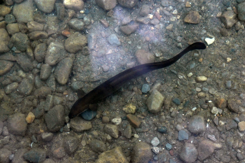 a black plastic tube in the middle of a rocky pond
