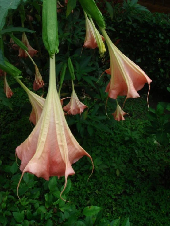 several large pink flowers growing up a plant