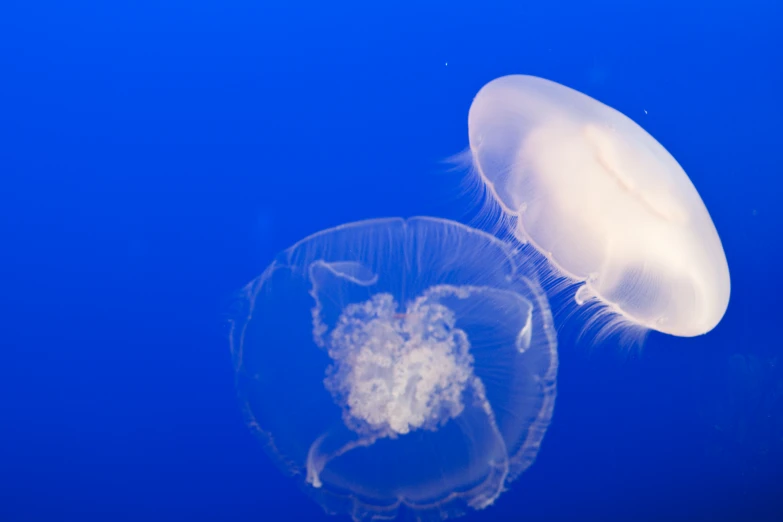 two jelly fish floating together on the water