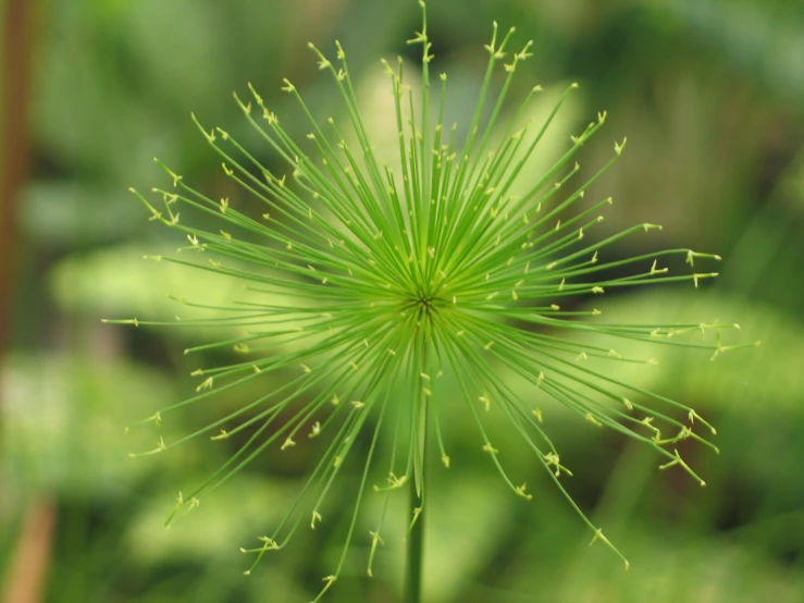 a plant with very thin stems on the top of it