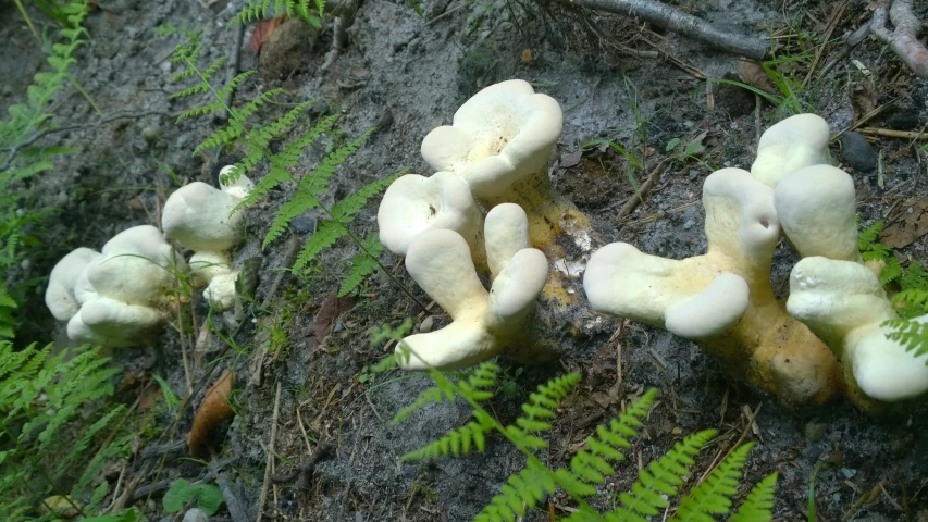 many mushrooms sit on the ground near some fern