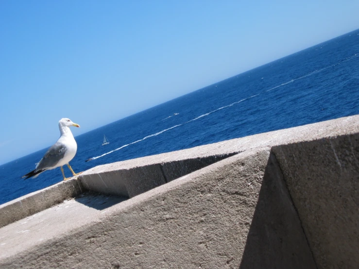 a seagull stands on the edge of a building