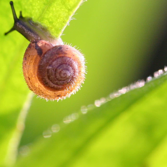 small bug crawling on a green leaf