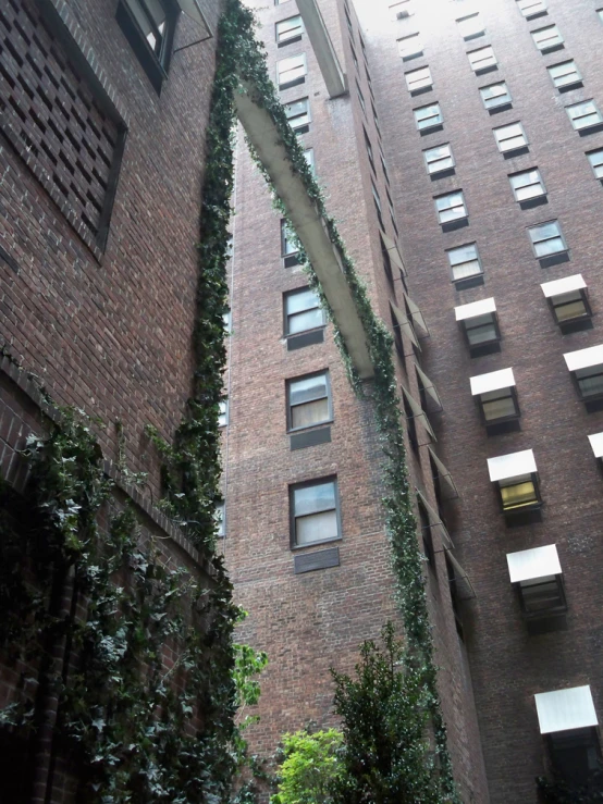 vines growing up the side of an apartment building