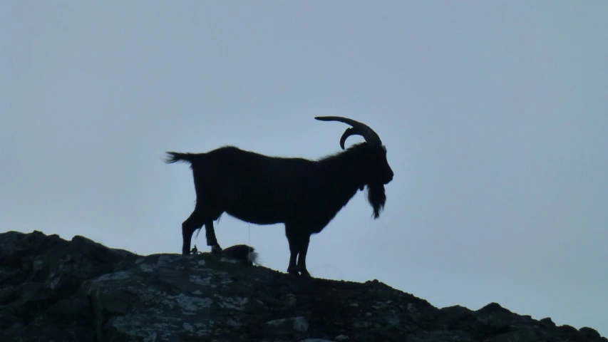 a goat is standing on top of a rock