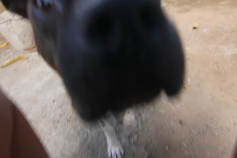 a dog with his head down is shown close up